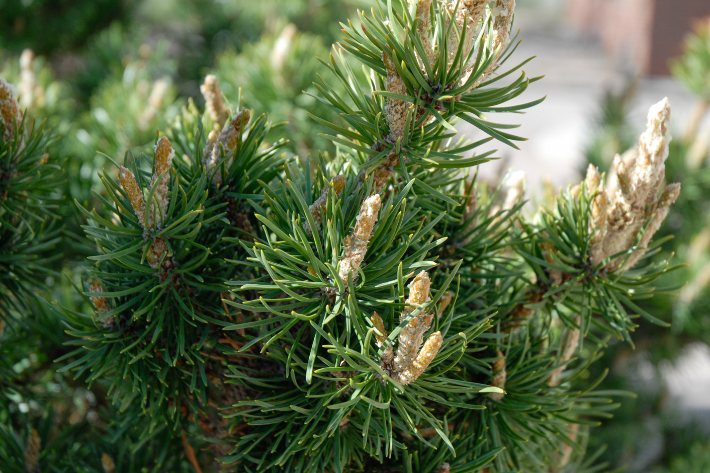 Broom Jack Pine